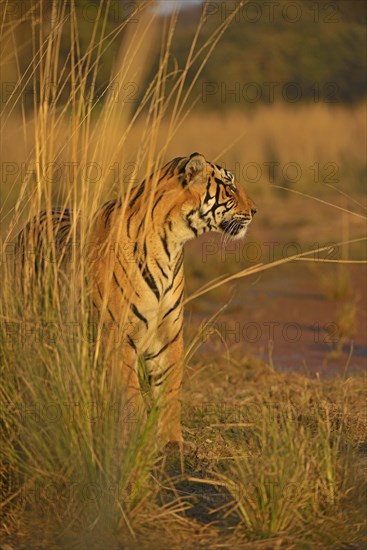 Bengal or Indian tiger