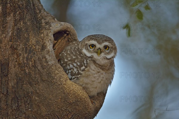 Spotted Owlet