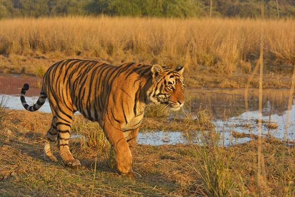 Bengal or Indian tiger