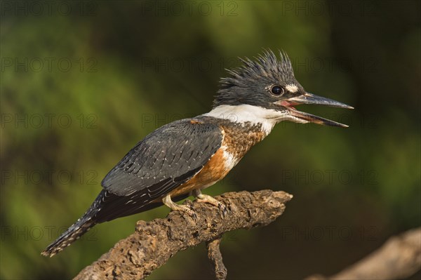 Ringed Kingfisher