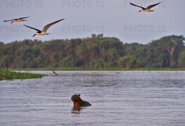 Black Skimmers