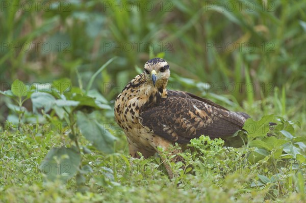 Juvenile Savanna Hawk