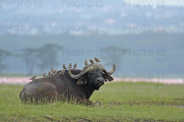 African buffalo or Cape buffalo