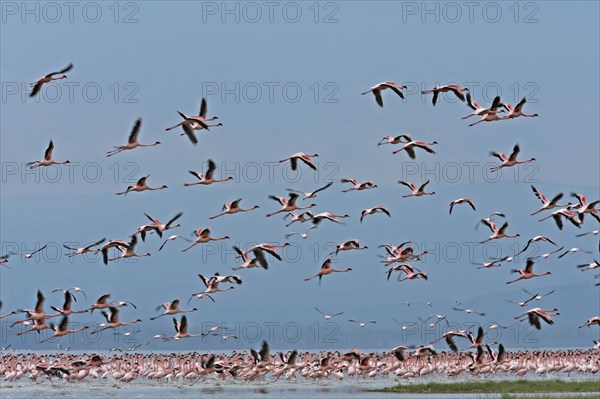 Lesser Flamingos