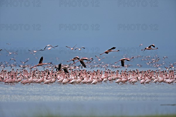Lesser Flamingos
