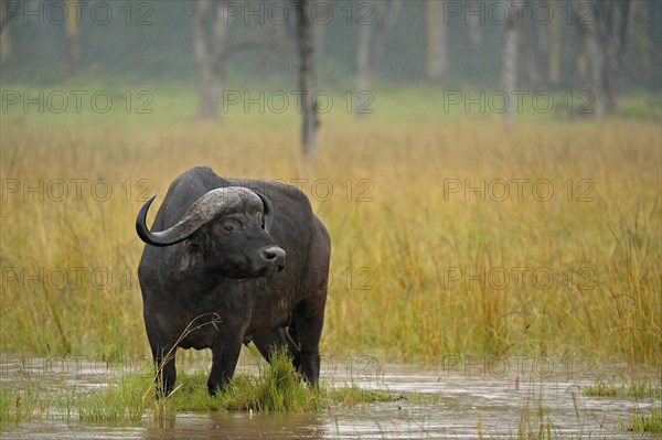 African buffalo or Cape buffalo