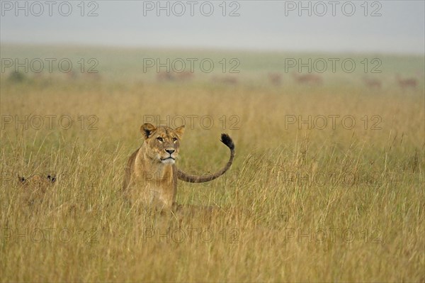 Pride of Lions