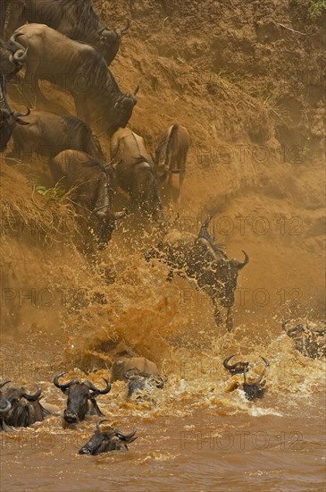 Blue Wildebeest