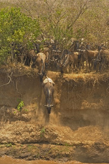 Blue Wildebeest