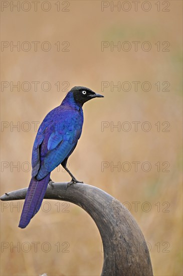 Burchell's starling