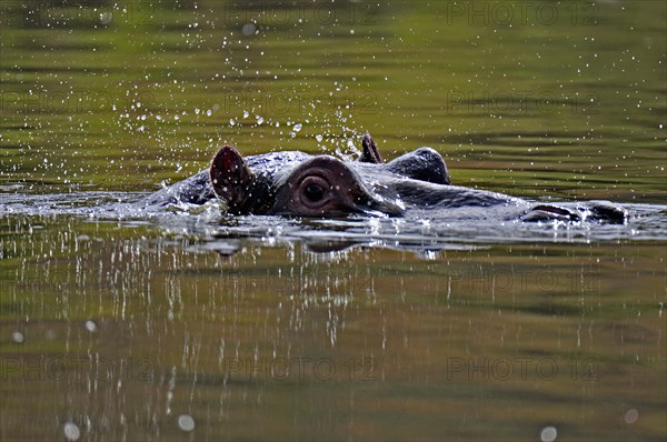 Hippopotamus