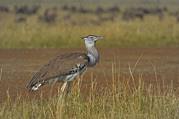 Kori Bustard