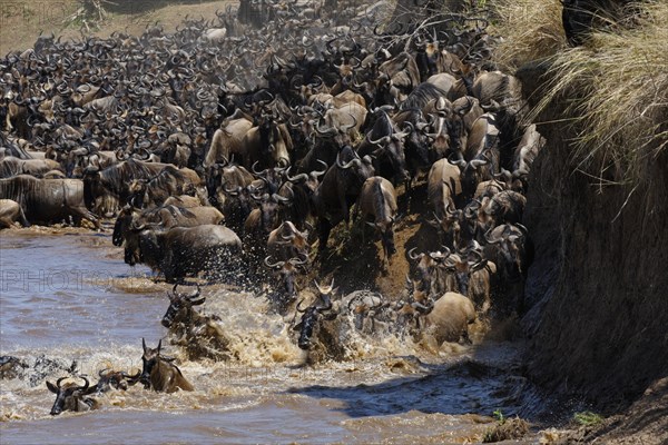 Blue Wildebeest