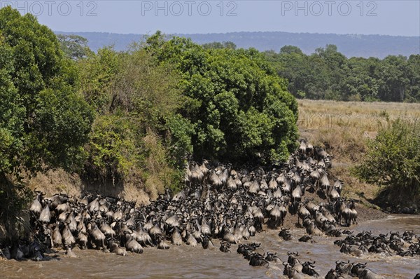 Blue Wildebeest