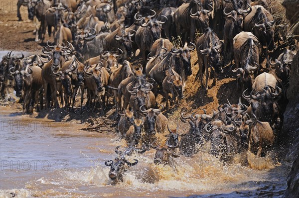 Blue Wildebeest