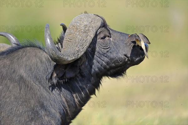 African buffalo or Cape buffalo