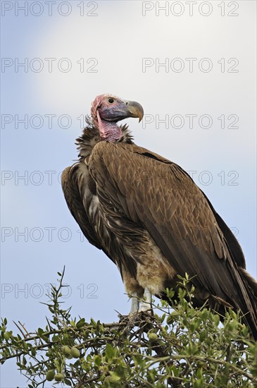 Lappet-faced Vulture or Nubian Vulture