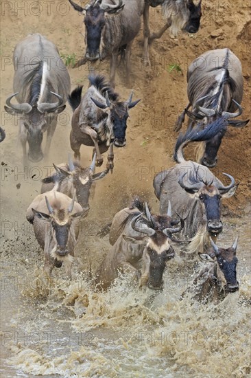 Blue Wildebeest