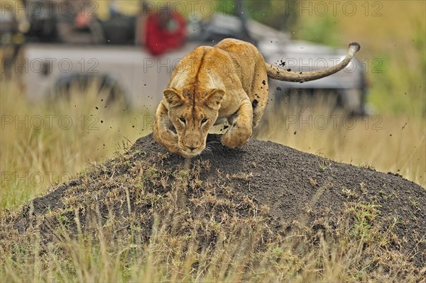 Visitors looking at a Lioness