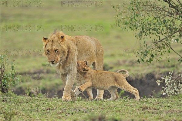 Lioness and cub