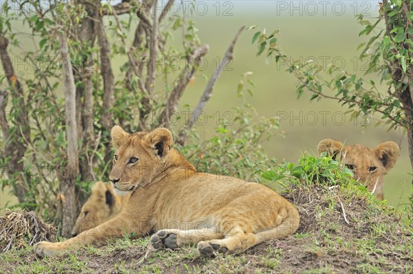 The Marsh Pride of Lions