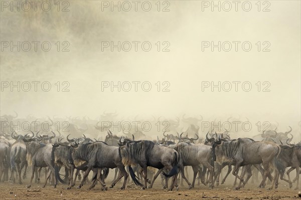 Herd of Blue Wildebeests