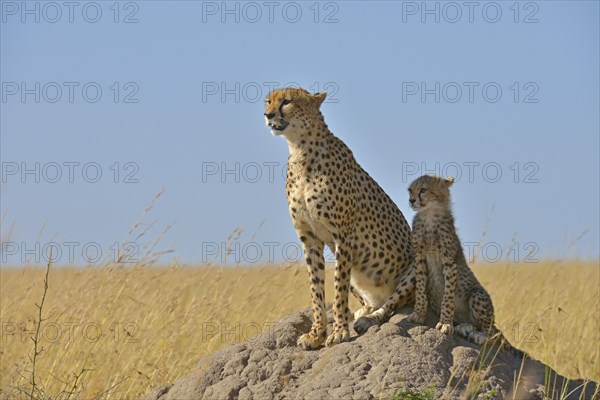 Cheetahs