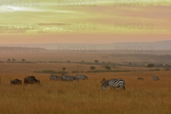 Plains or Common Zebras