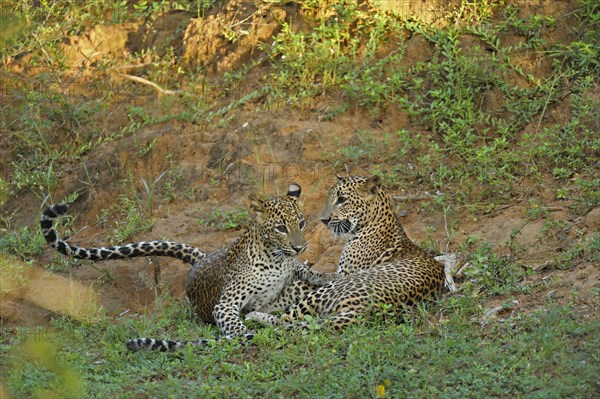 Two Sri Lankan Leopards