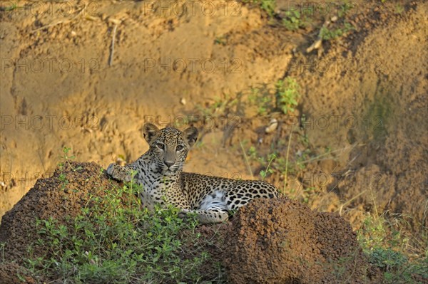 Sri Lankan Leopard