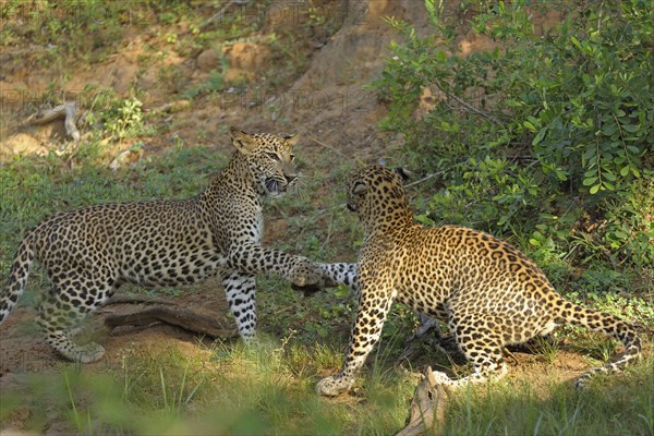 Two Sri Lankan Leopards