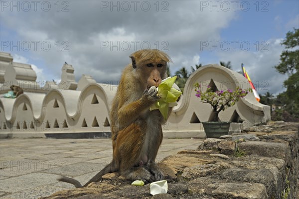 Bonnet macaque