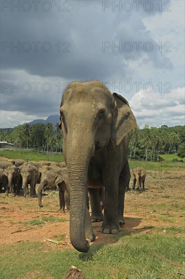 Sri Lankan Elephants