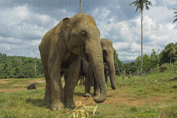 Sri Lankan Elephants