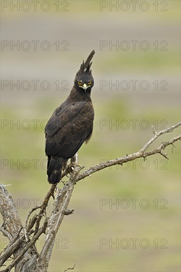 Long-crested Eagle