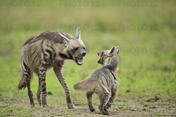 Striped hyena