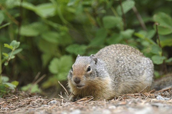 Columbian Ground Squirrel