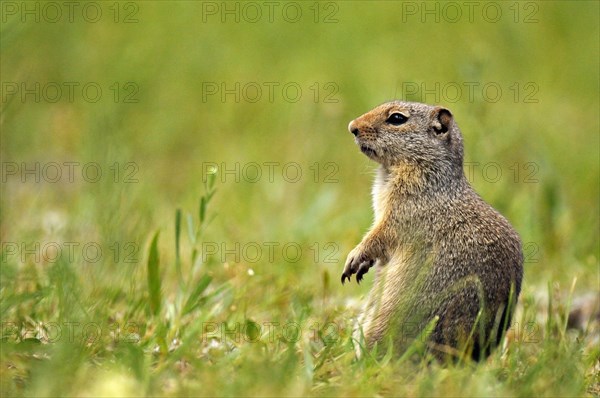 Columbian Ground Squirrel