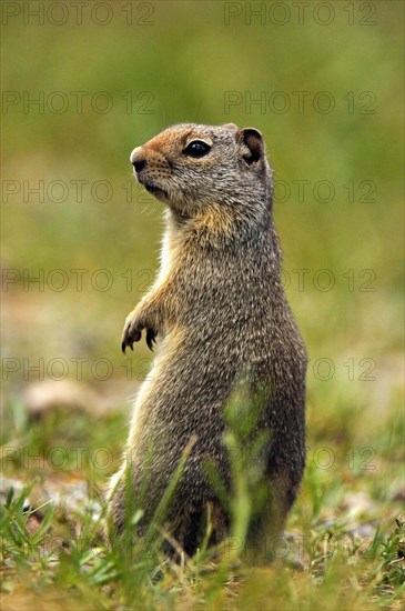 Columbian Ground Squirrel