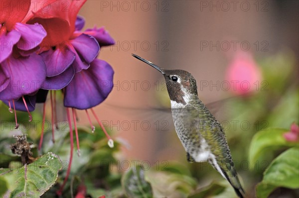 Anna's Hummingbird