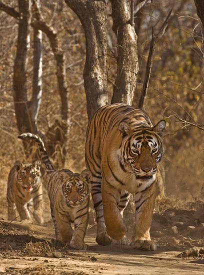 Bengal Tiger