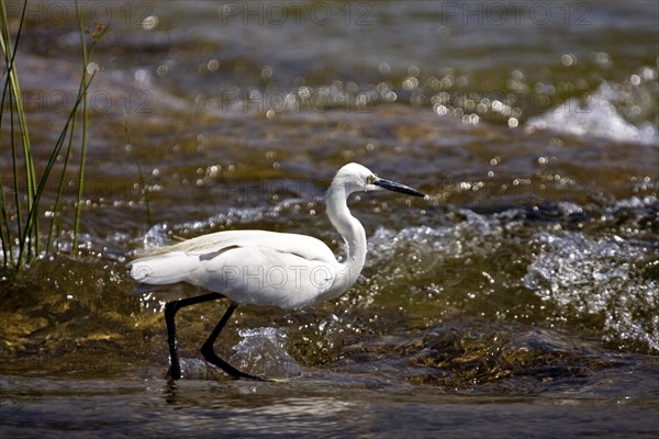 Little Egret