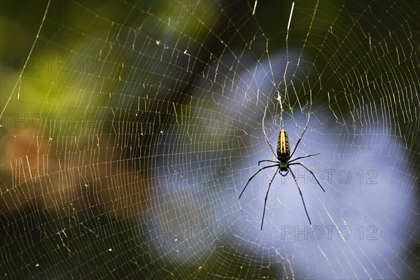 Giant Wood Spider