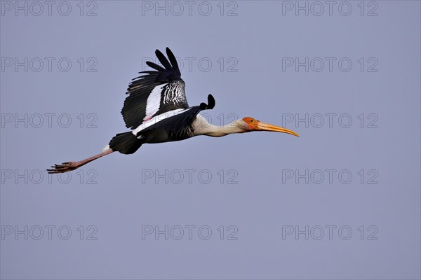 Painted Stork