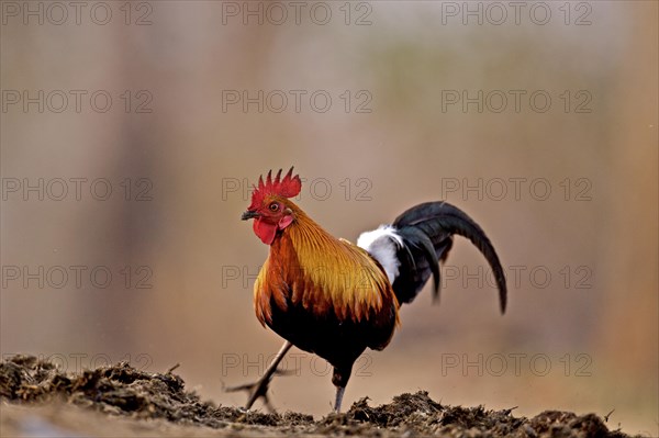 Red Jungle fowl