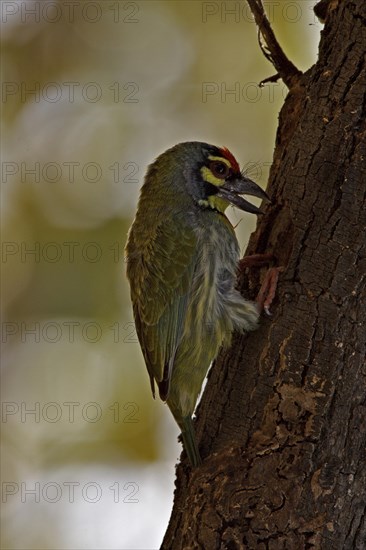 Coppersmith Barbet or Crimson-breasted Barbet