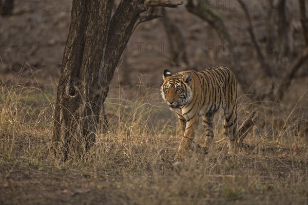 Bengal or Indian Tiger