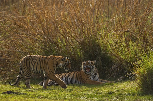 Bengal or Indian Tigers