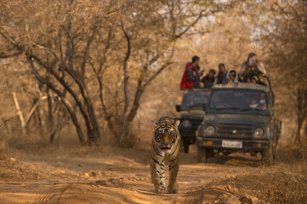 Wild Bengal Tiger