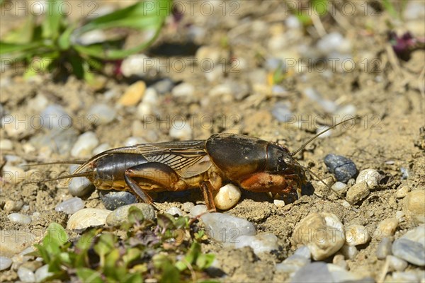 European Mole Cricket